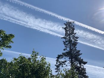 Low angle view of trees against sky