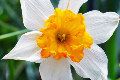 Close-up of white daffodil