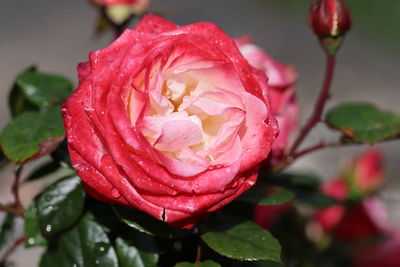 Close-up of red rose