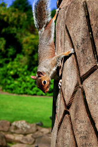 Close-up of squirrel