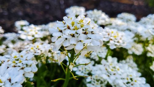 Close-up of white flowering plant