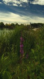 Plants growing on field against sky