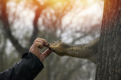 Cropped hand of person holding squirrel