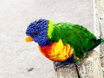 High angle view of parrot perching on wood