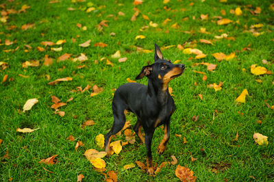 Dog on field