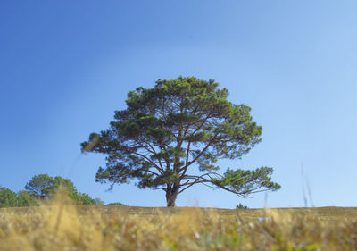 Tree on field against clear blue sky