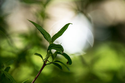 Close-up of plant