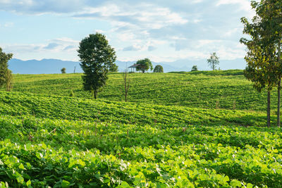 Scenic view of agricultural field against sky