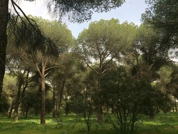 Trees on field in forest against sky