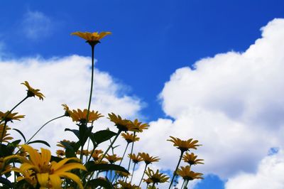 Low angle view of yellow flowers against cloudy sky