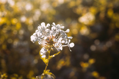 Close-up of white flowering plant