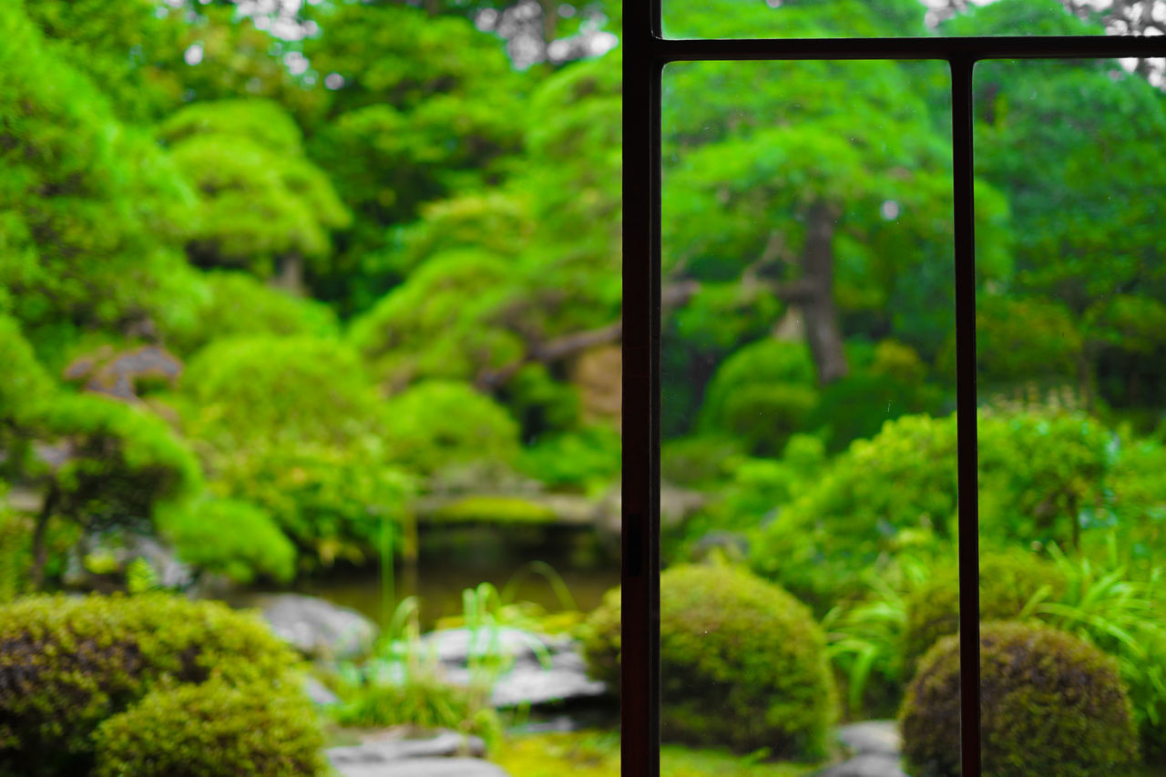 plant, tree, green, nature, vegetation, beauty in nature, no people, growth, garden, foliage, lush foliage, tranquility, forest, day, land, scenics - nature, water, outdoors, woodland, natural environment, environment, formal garden, tranquil scene, focus on foreground, ornamental garden, window, transparent, bush, architecture, reflection, landscape