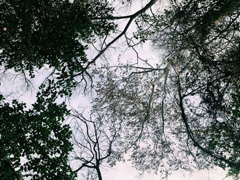 Low angle view of trees against sky