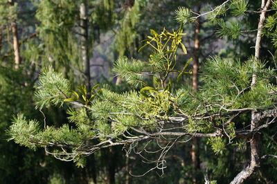 Close-up of pine tree with leaves in forest