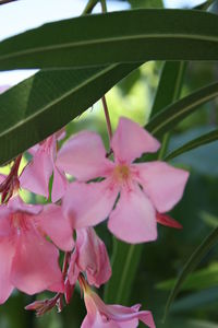 Close-up of pink flowers blooming outdoors