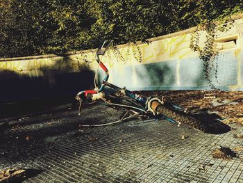 Bicycles on tree