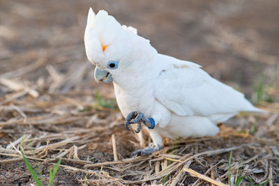 High angle view of a bird on field