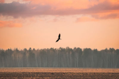 Bird flying over field against sky during sunset