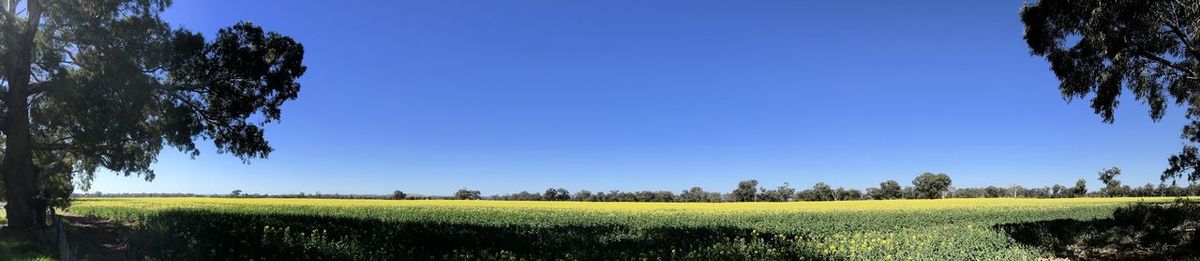 Scenic view of agricultural field against clear blue sky