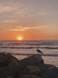 Scenic view of sea during sunset