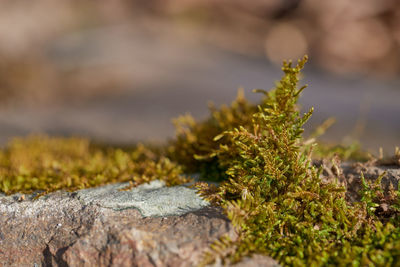 Close-up of moss growing on rock