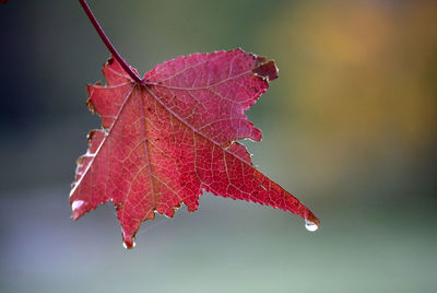 Close-up of red maple leaves with raindrop 
