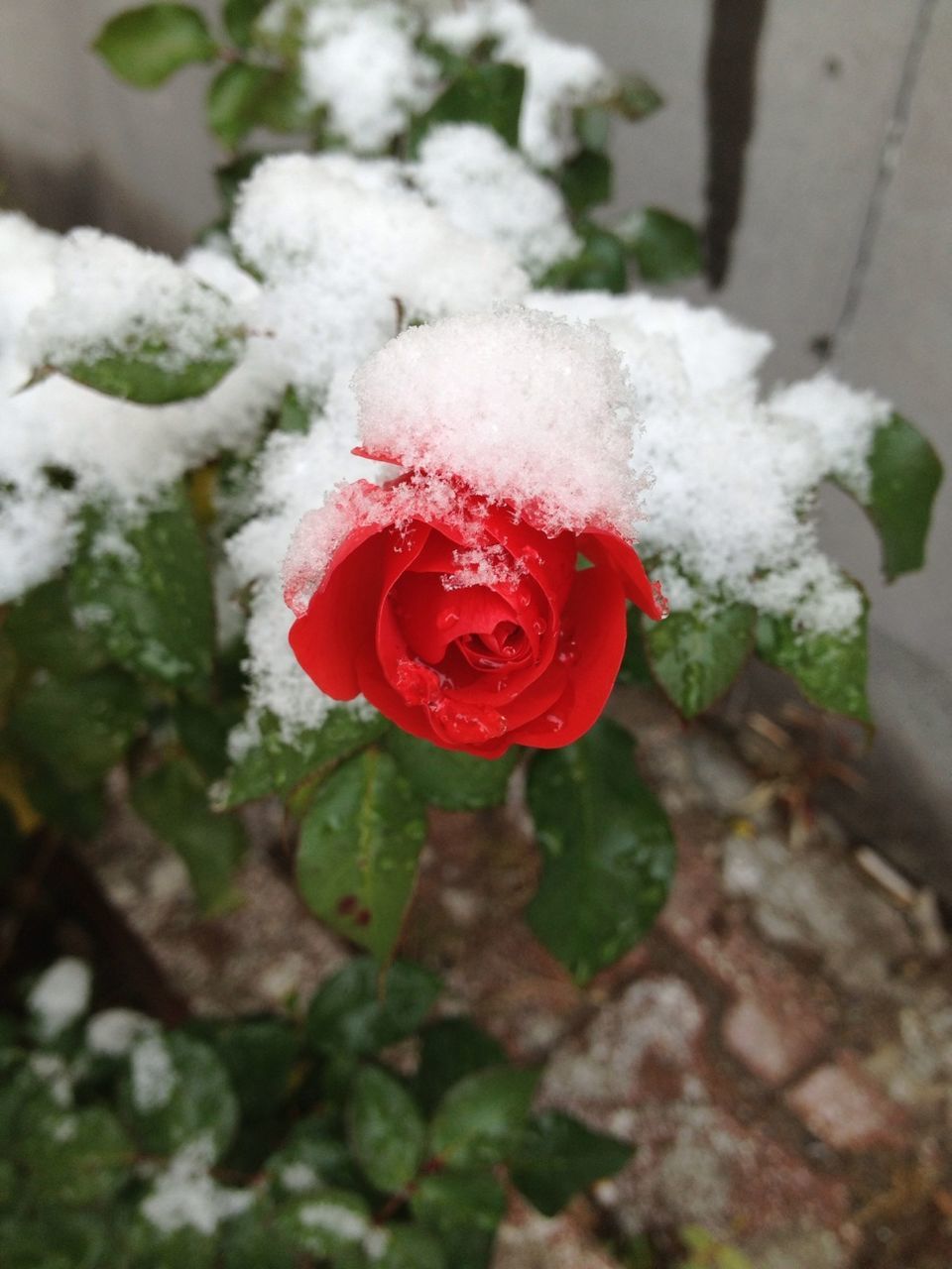 flower, red, petal, freshness, fragility, flower head, rose - flower, growth, close-up, beauty in nature, focus on foreground, plant, nature, blooming, single flower, rose, in bloom, day, white color, no people