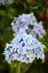 Close-up of purple hydrangea flowers