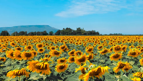 Scenic view of sunflower field against sky