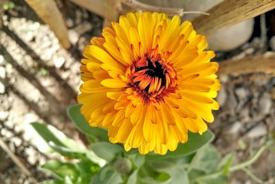Close-up of yellow flower