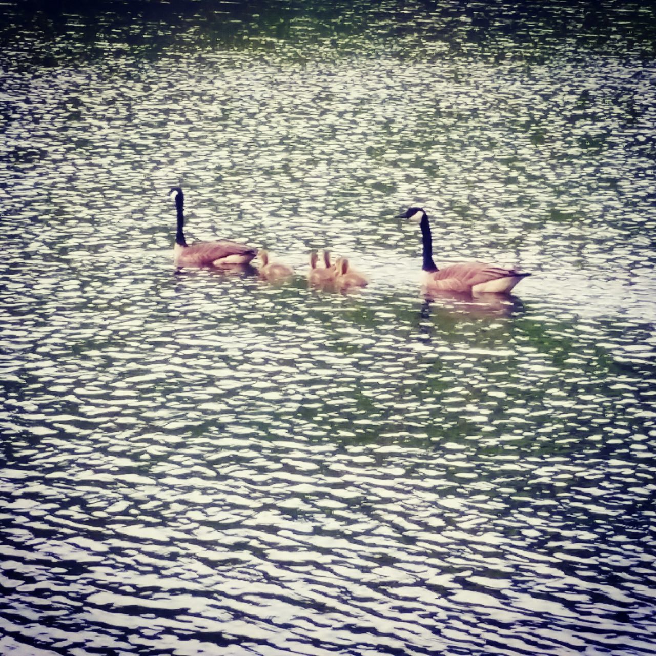 bird, animal themes, water, animals in the wild, wildlife, waterfront, swimming, lake, rippled, duck, high angle view, reflection, nature, togetherness, two animals, water bird, day, outdoors, medium group of animals