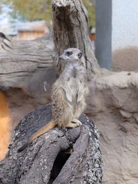 Monkey sitting on a tree