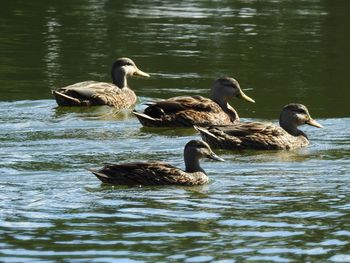 Ducks swimming in lake