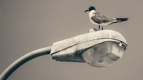 Low angle view of bird perching against clear sky