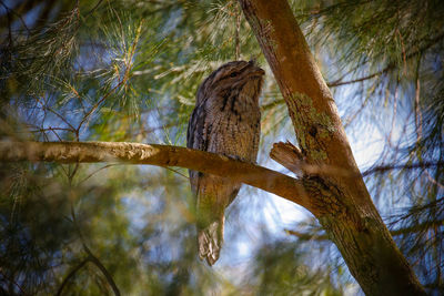 Low angle view of bird perching on tree