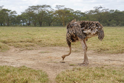 Ostrich standing in a field