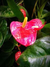 Close-up of pink flowers