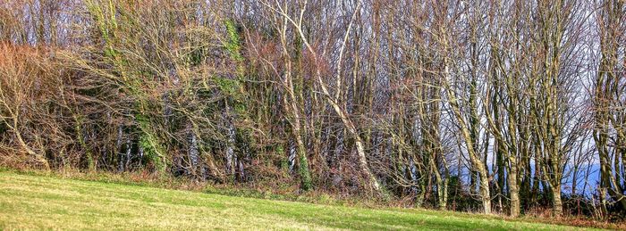 Scenic view of trees growing on field in forest