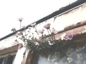 Low angle view of pink flowering plants by building against sky