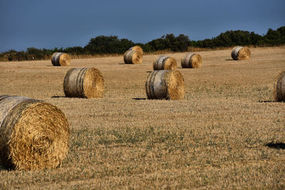 Hay bales on summer arable field