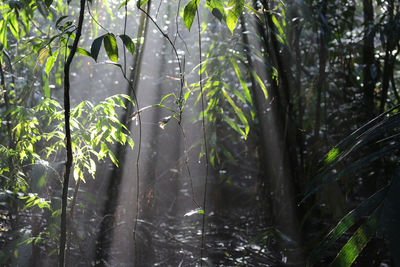 Trees and plants growing in forest