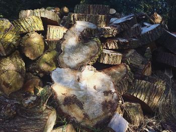 Close-up of logs in forest