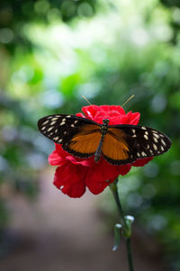 Close-up of butterfly perching on flower