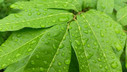 Close-up of raindrops on kelengkeng leaves