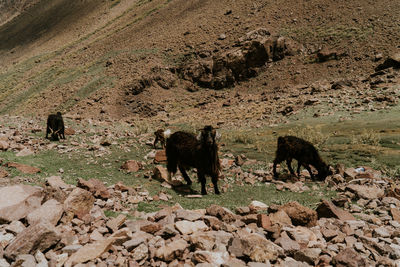 Flock of sheep in a field