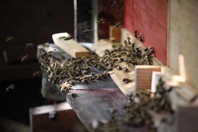 Honey bees on wood