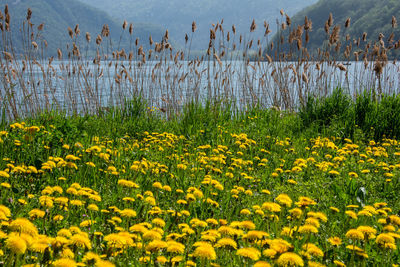 Yellow flowering plants on field