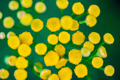 Close-up of yellow flowering plants