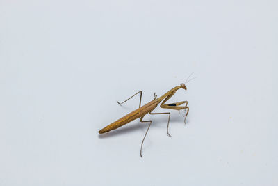 Close-up of insect on white background