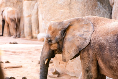 Close-up of elephant standing in zoo